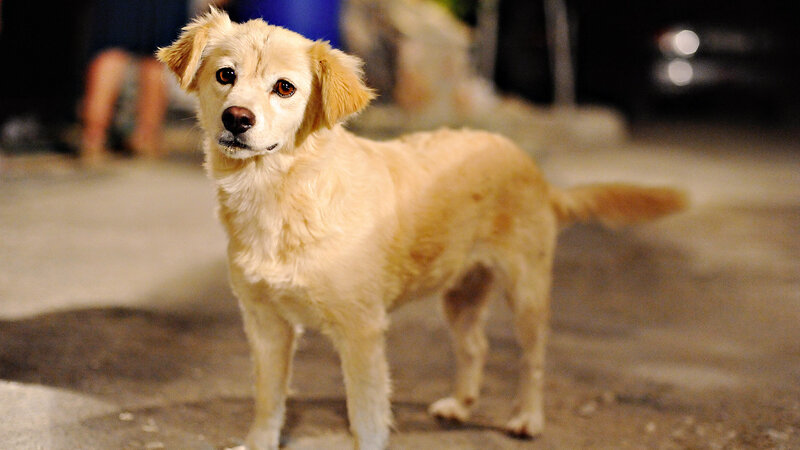 Light-colored Dog Standing — Beige, Neutral, Night