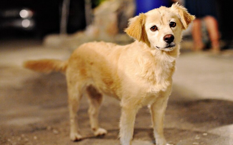 Light-colored Dog Standing — Beige, Neutral