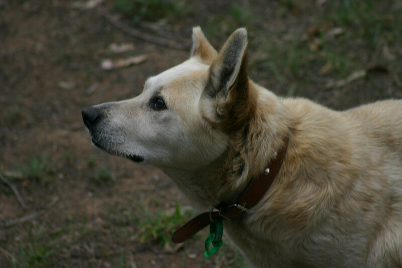 Light-colored Dog