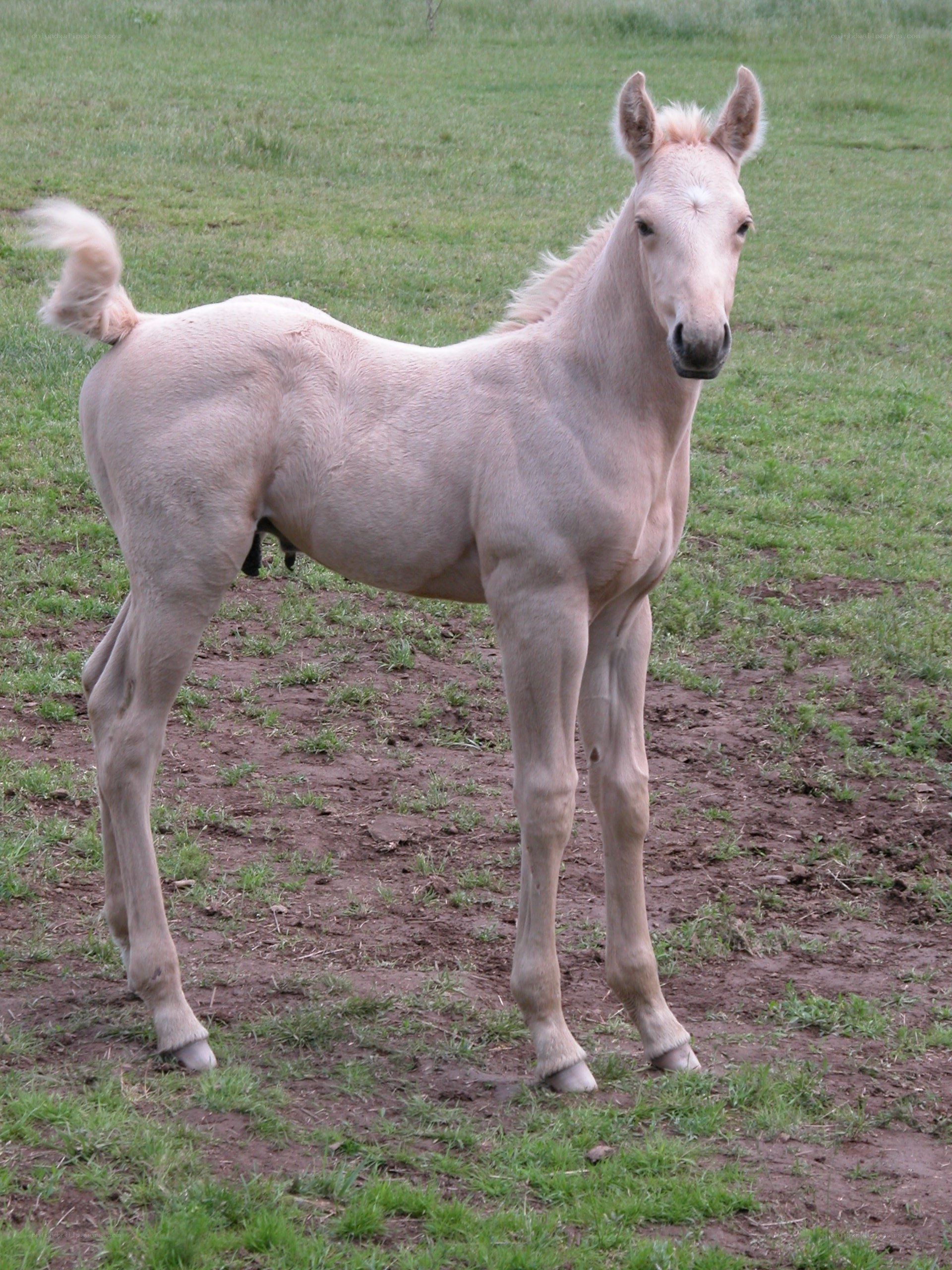 light-colored foal in a field