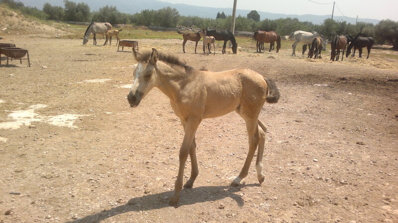 Light-colored Foal Standing