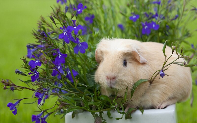 Light-colored Guinea Pig — Beige
