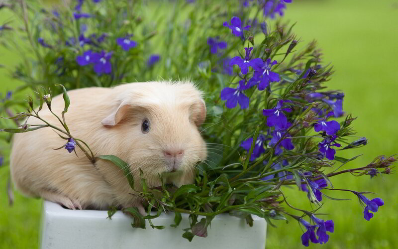 Light-colored Guinea Pig — Green