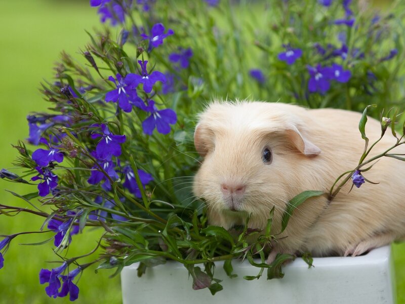 Light-colored Guinea Pig