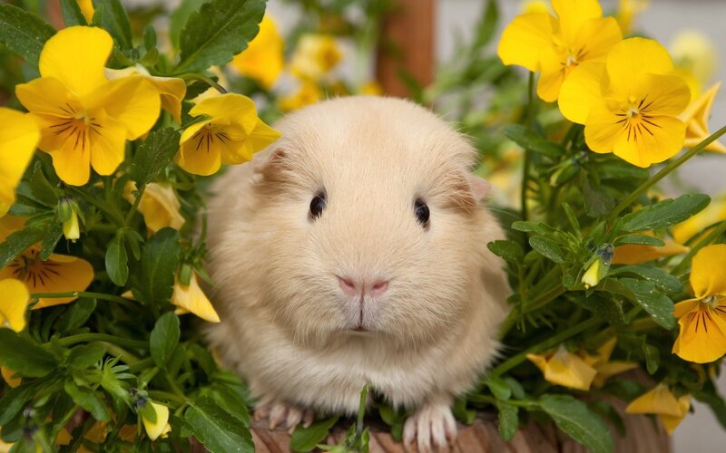 Light-colored Guinea Pig — Yellow, Calm