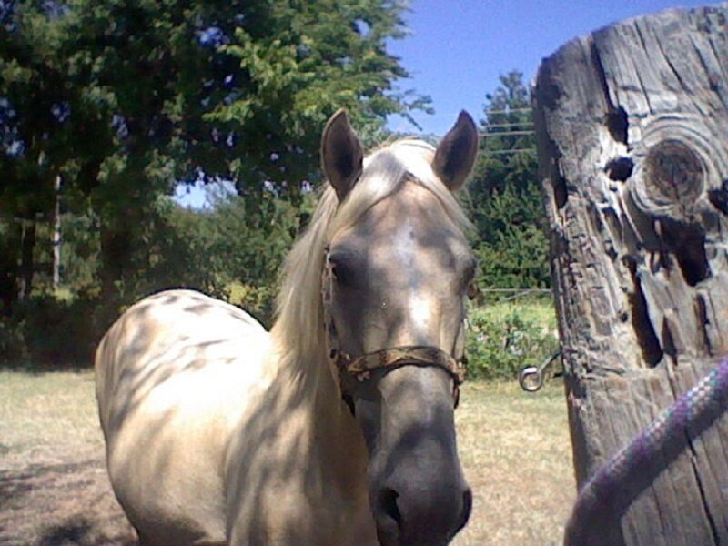Light-colored Horse — Brown