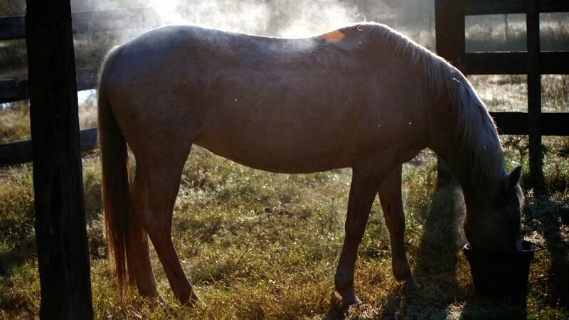 Light-colored Horse Eating