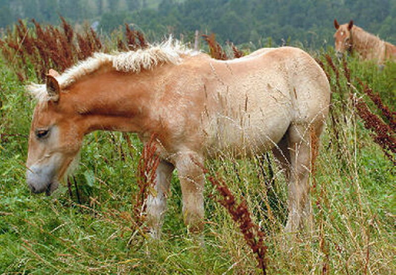 Light-colored Horse Grazing