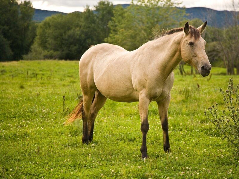 Light-colored Horse in Field — Green