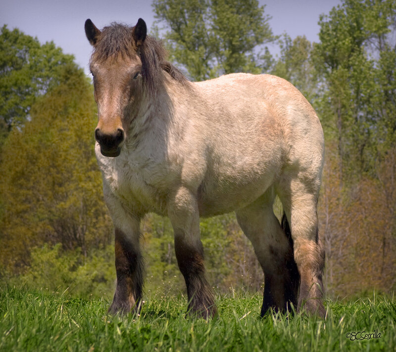 Light-colored Horse in Field