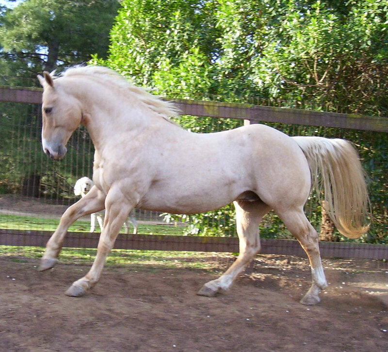 light-colored horse in motion