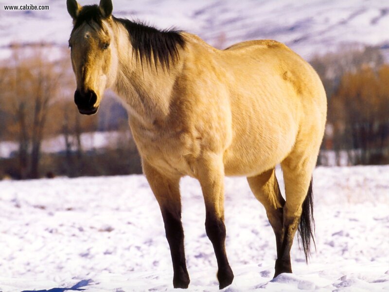 Light-colored Horse in Snow