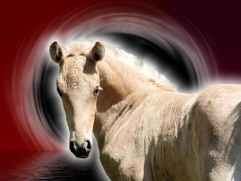 Light-colored Horse — Red