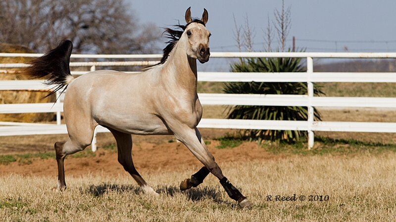 Light-colored Horse Running — Tan