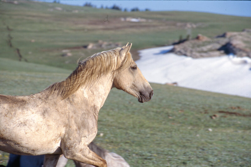 Light-colored Horse Running