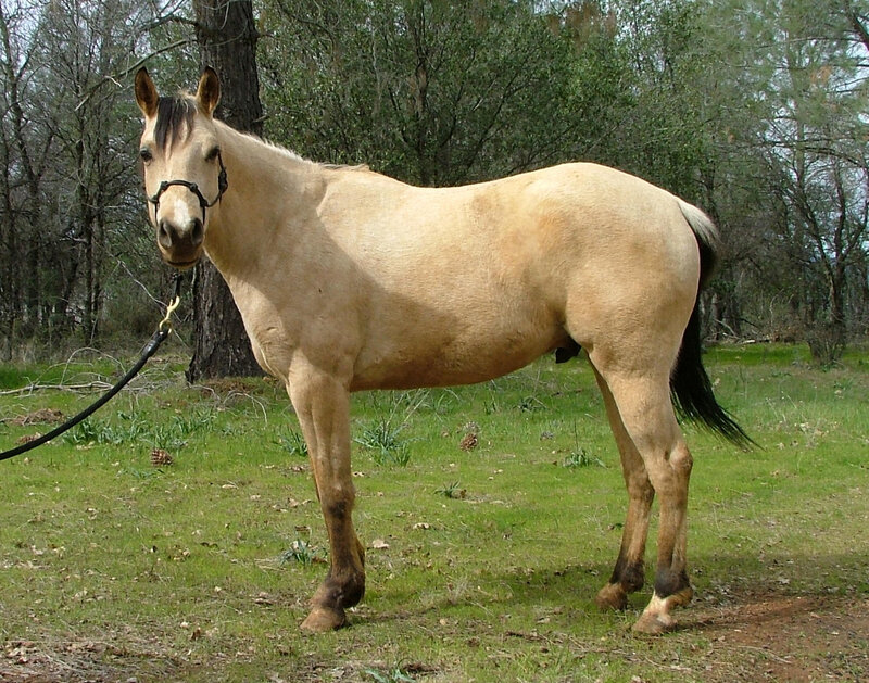 Light-colored Horse — Tan, Calm, Spring