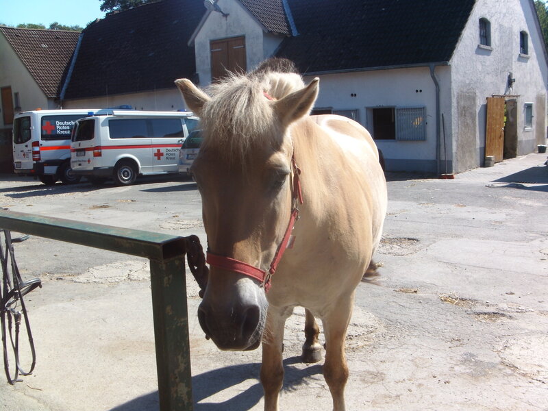 Light-colored Horse — Tan, Calm