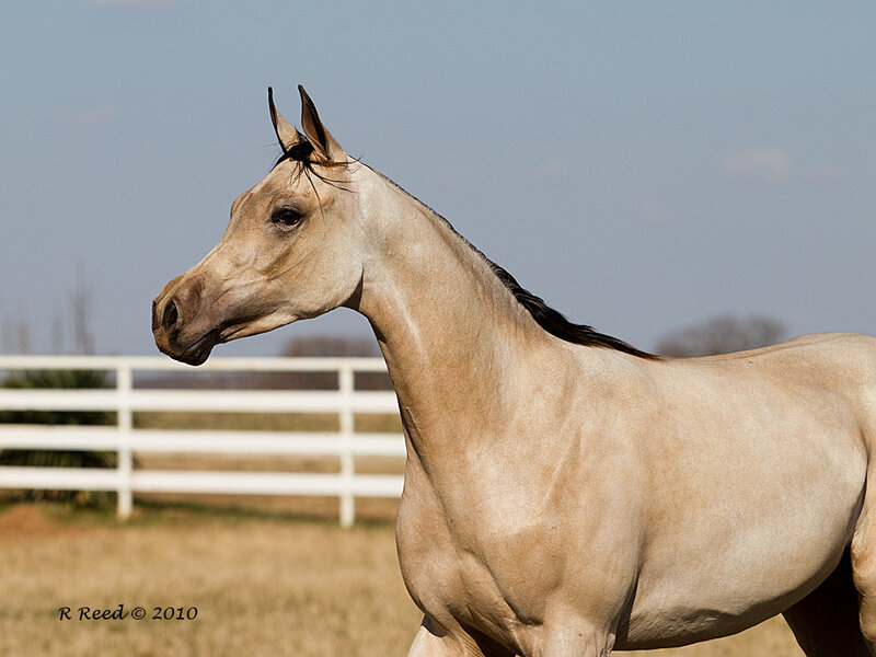 Light-colored Horse — Tan