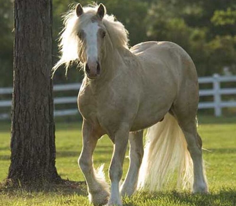 Light-colored Horse — White, Calm, Afternoon