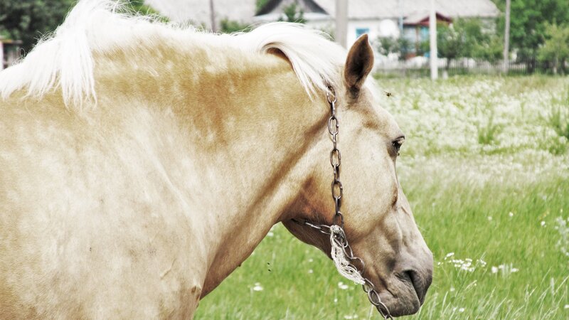 Light-colored Horse — White, Calm