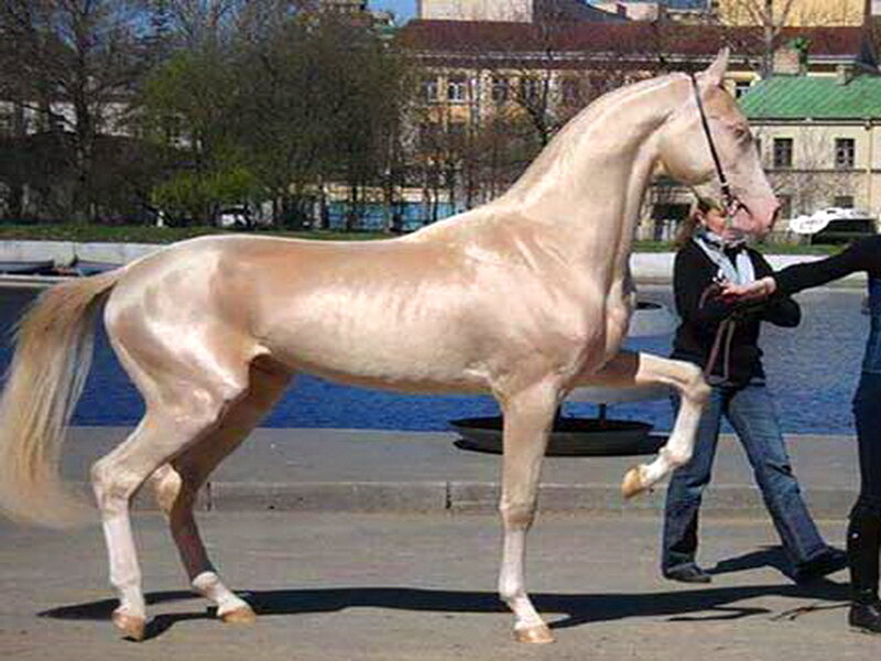 Light-colored Horse — White