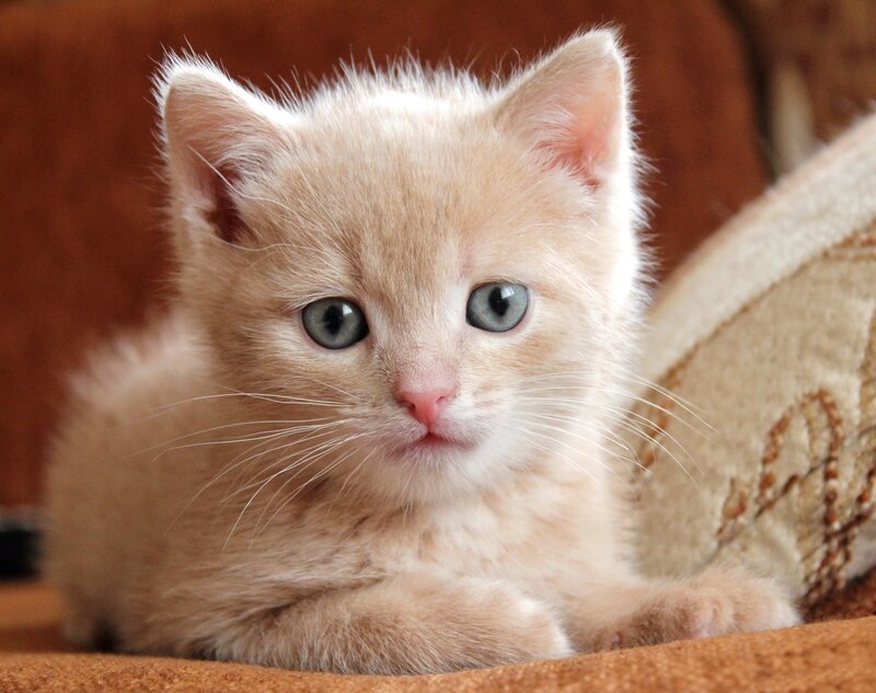 Light-colored Kitten — Beige, Calm, Photograph, Couch, Pillow