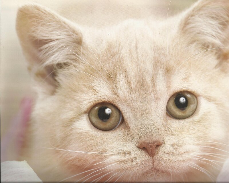 Light-colored Kitten — Beige, Calm, Photograph