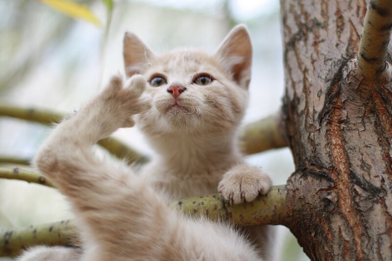 Light-colored Kitten — Beige, Curious, Afternoon