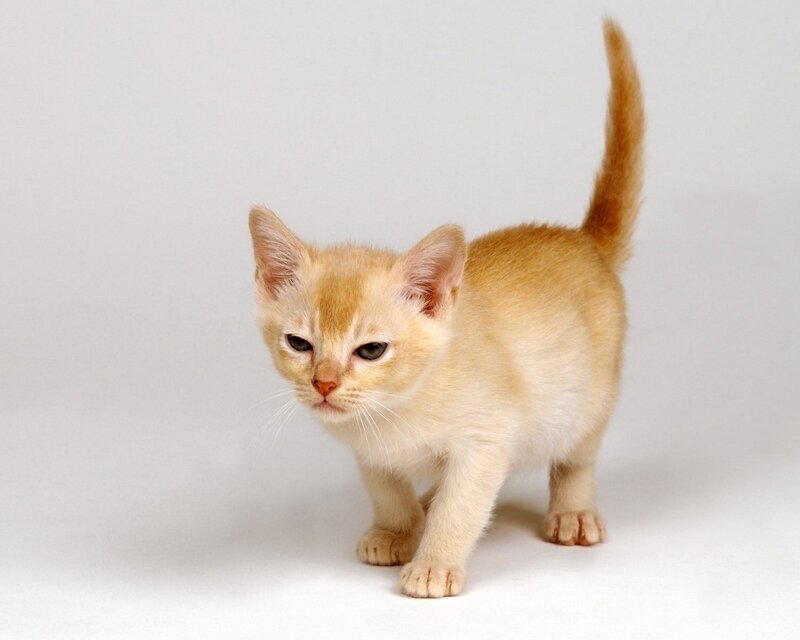 Light-colored Kitten — Beige, Neutral