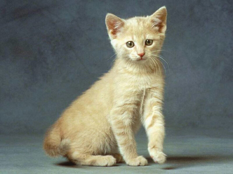 Light-colored Kitten — Beige