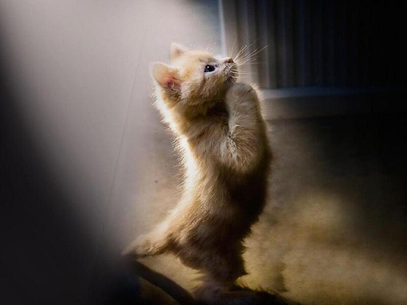 Light-colored Kitten — Brown