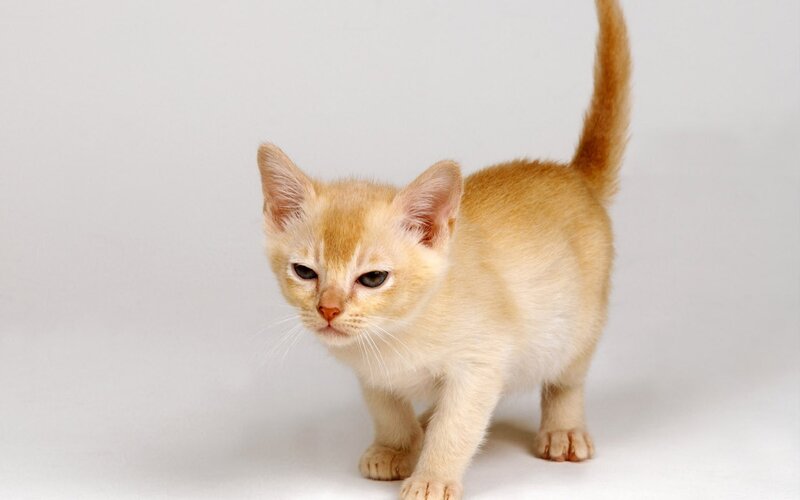 Light-colored Kitten — Cream