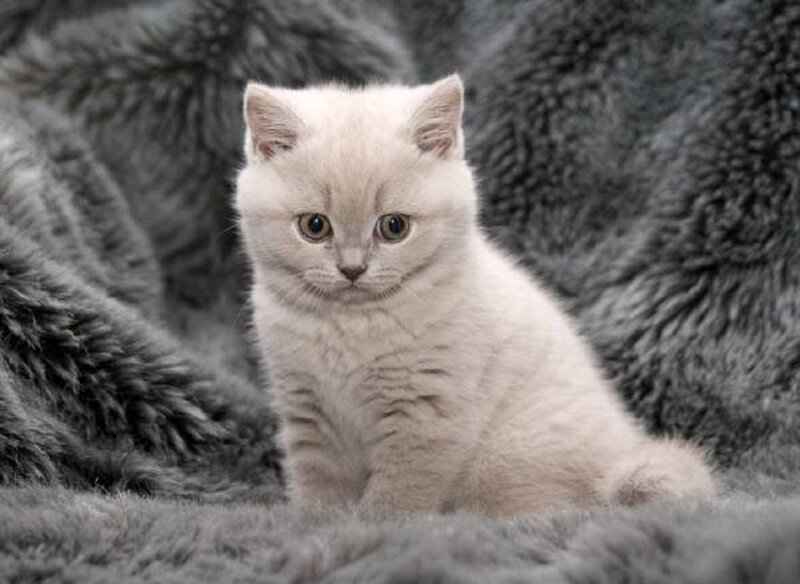 Light-colored Kitten — Gray, Calm, Photograph