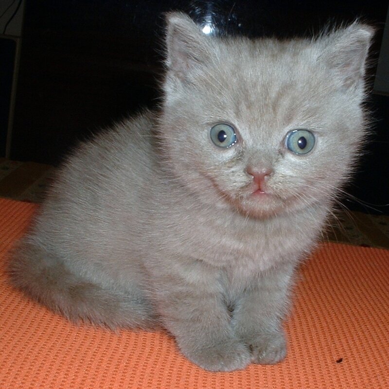 Light-colored Kitten — Gray, Innocent
