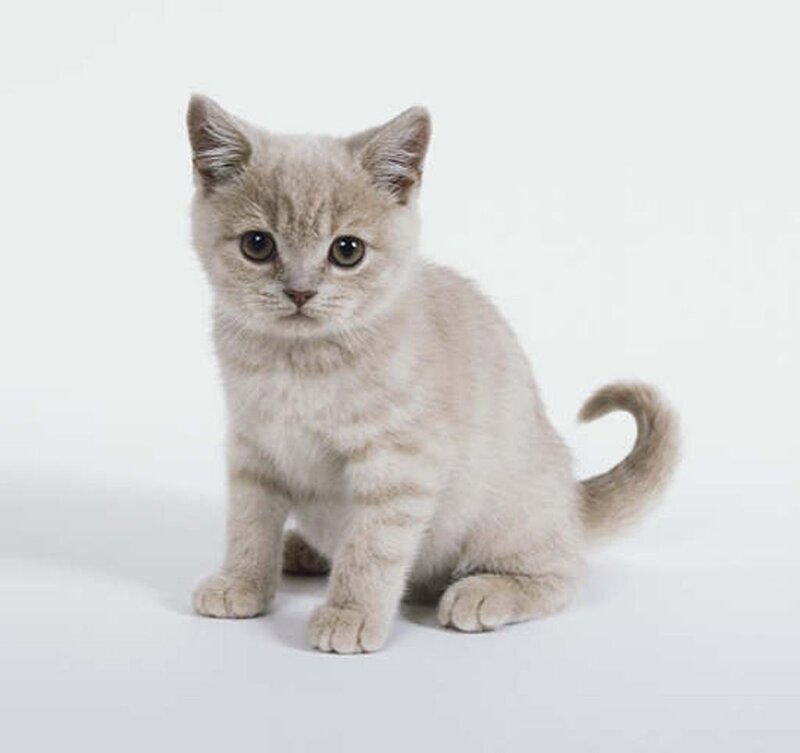 Light-colored Kitten — Gray