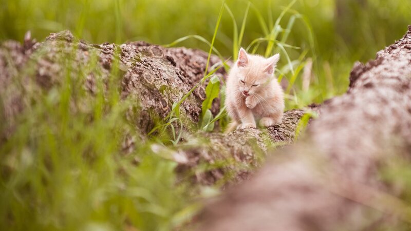 Light-colored Kitten — Green, Serene