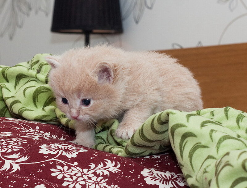 Light-colored Kitten — Green