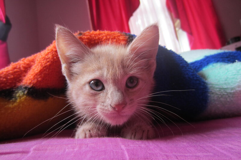 Light-colored Kitten — Pink, Calm