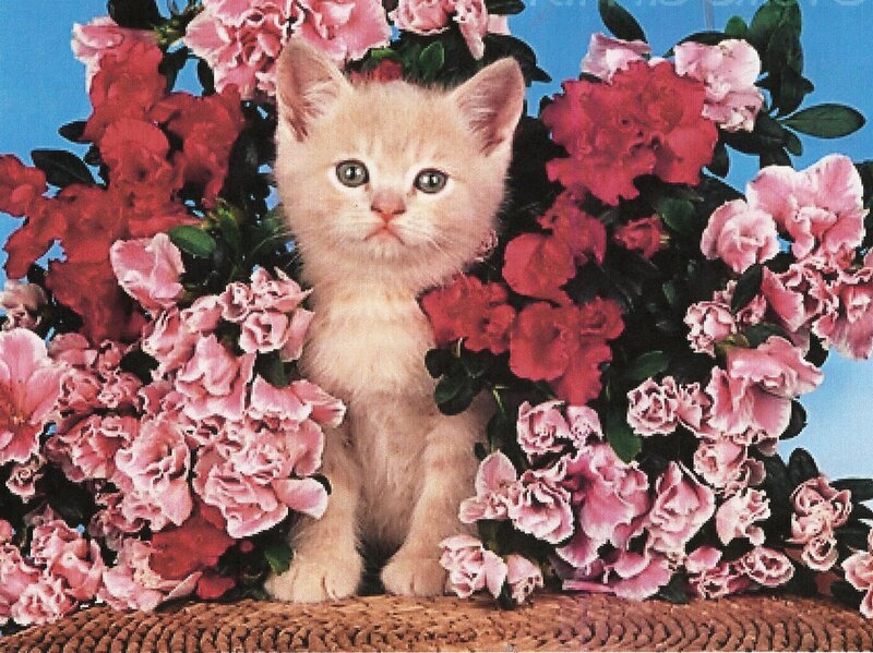 Light-colored Kitten — Pink