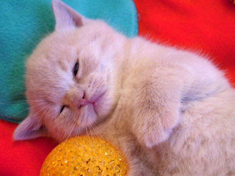 Light-colored Kitten Sleeping — Red