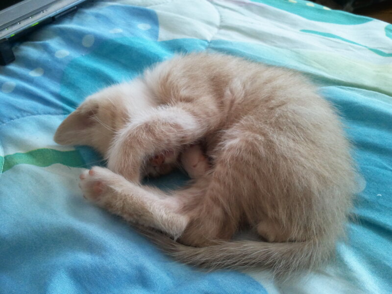 Light-colored Kitten Sleeping