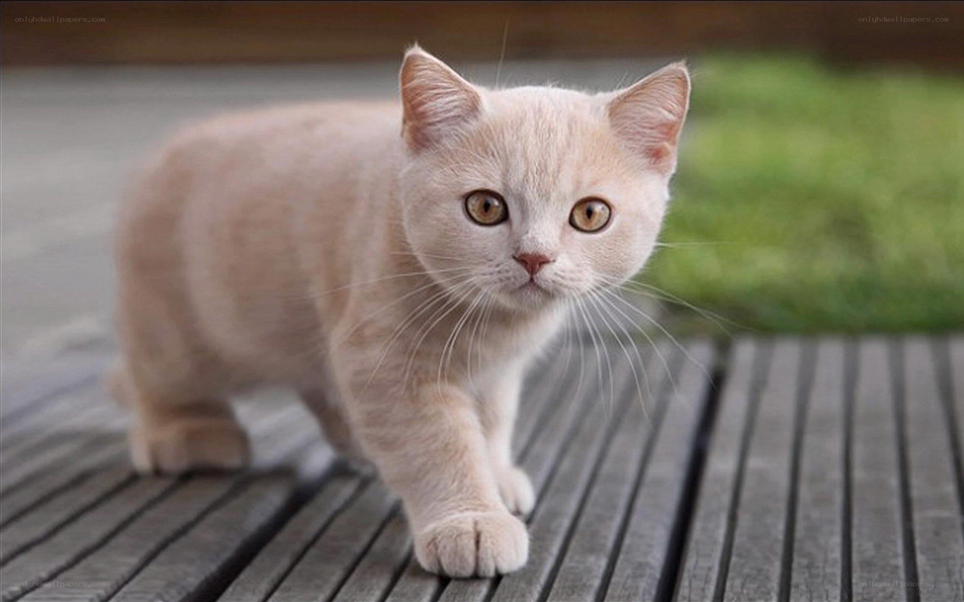 light-colored kitten walking