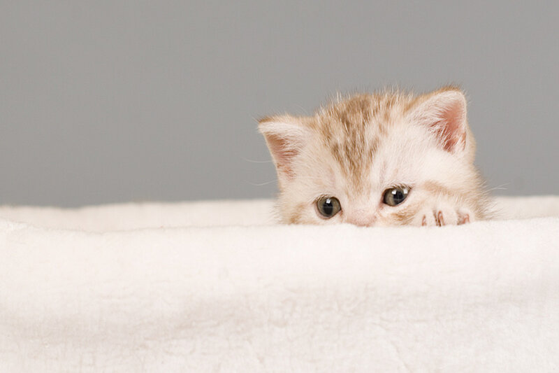 Light-colored Kitten — White, Calm, Photograph, Blanket, Gray Background