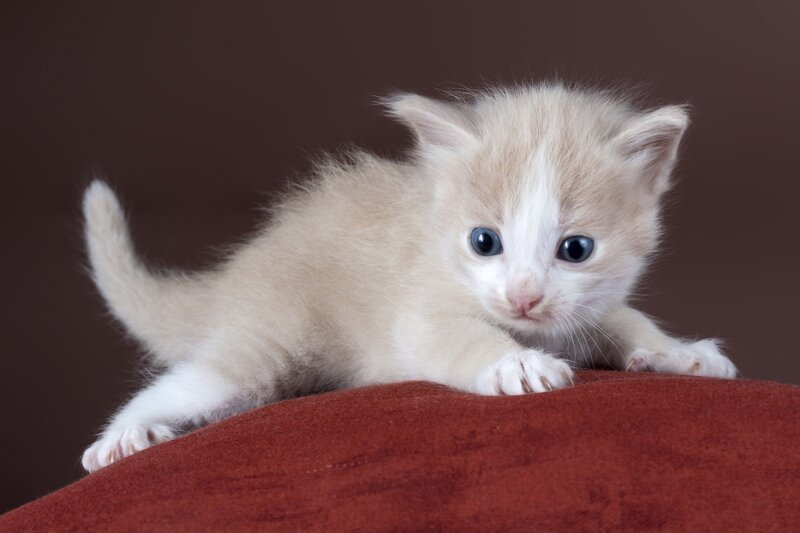 Light-colored Kitten — White, Calm, Photograph, Cushion