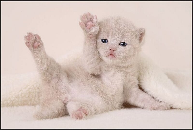 Light-colored Kitten — White, Calm, Photograph