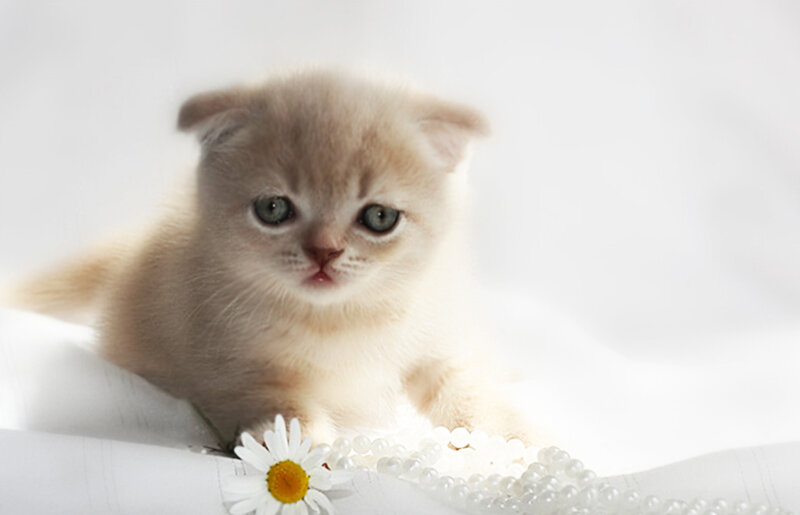 Light-colored Kitten — White, Calm