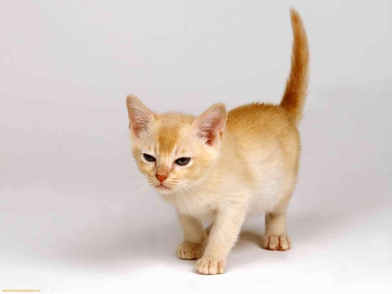 Light-colored Kitten — White, Neutral, Photograph