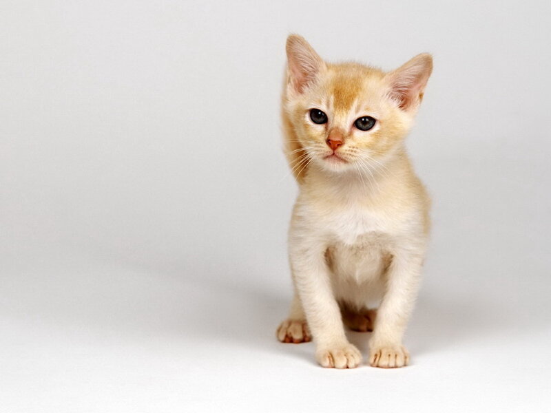 Light-colored Kitten — White, Neutral