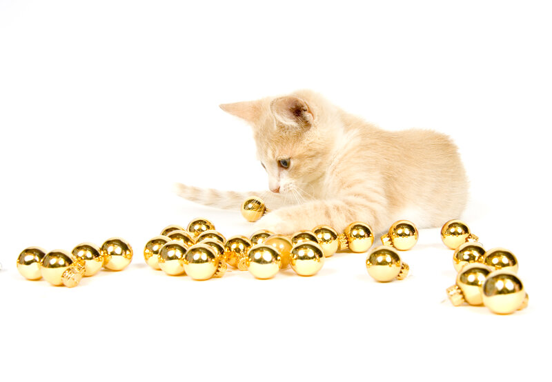 Light-colored Kitten — White, Playful