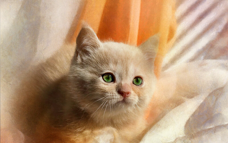 Light-colored Kitten — White, Serene